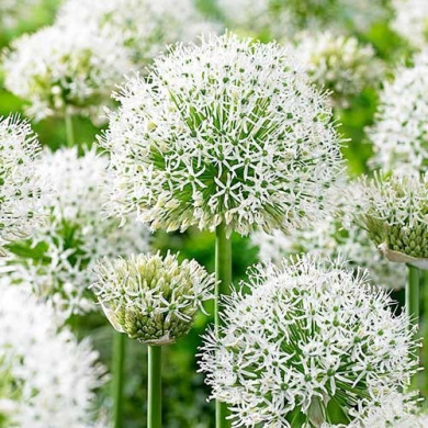 Аллиум stipitatum 18/20 "White Giant"