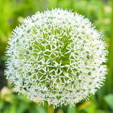 Аллиум stipitatum 18/20 "White Giant"