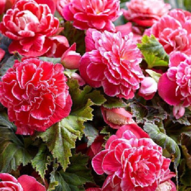 Бегония махровая Камелия "Camelia"