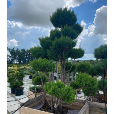 Бонсай кипарисовик "Plumosa Aurea" Плюмоза Ауреа