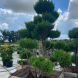 Бонсай кипарисовик "Plumosa Aurea" Плюмоза Ауреа