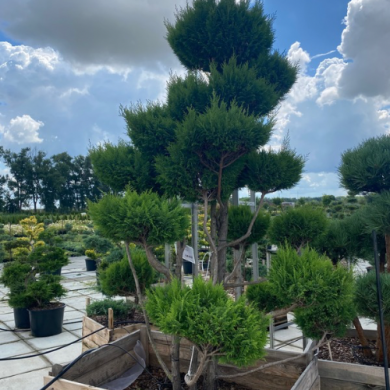 Бонсай кипарисовик "Plumosa Aurea" Плюмоза Ауреа