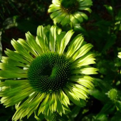 Эхинацея "Грин Джевел" Green Jewel