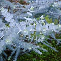 Эвкалипт "Беби Блу" Baby Blue (закрытый корень С2)