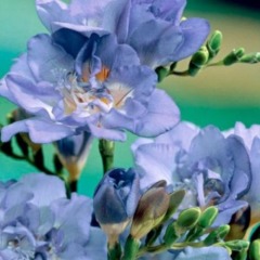 Фрезия махровая "Blue" 3шт Фрезия махровая "Blue" 3шт