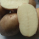 Семенной среднеранний картофель "Рум