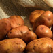 Насіннєва середньорання картопля "Рум