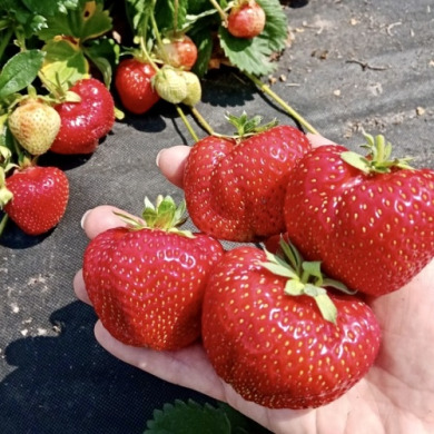 Клубника "Федерика" 5 шт