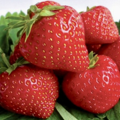 Клубника "Федерика" 5 шт
