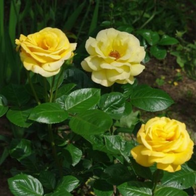 Роза чайно-гибридная "Папиллон" Papillon 
