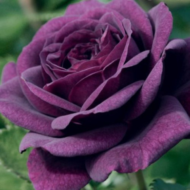 Роза чайно-гибридная "Пурпур бьюти" Purple Beauty