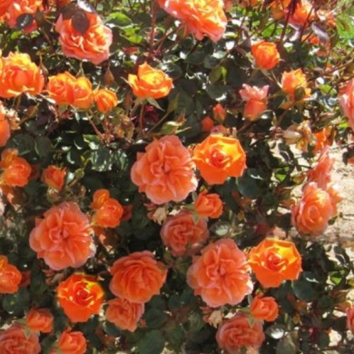Роза плетистая "Оранж Даун" Orange Dawn