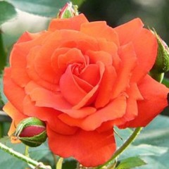 Роза плетистая "Оранж Даун" Orange Dawn