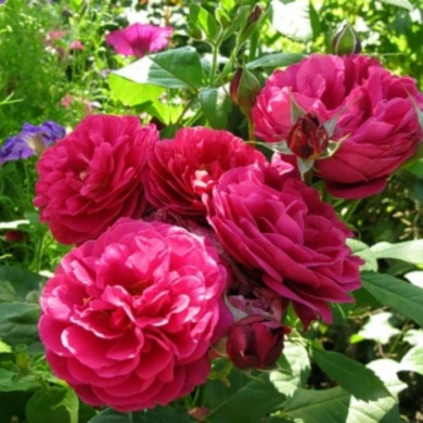 Троянда шраб "Бісантенер де Гійо" Bicentenaire de Guillot