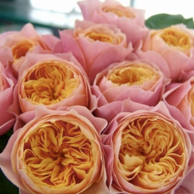 Троянда чайно-гібридна "Вувузела" Vuvuzela 