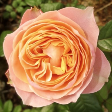 Троянда чайно-гібридна "Вувузела" Vuvuzela 