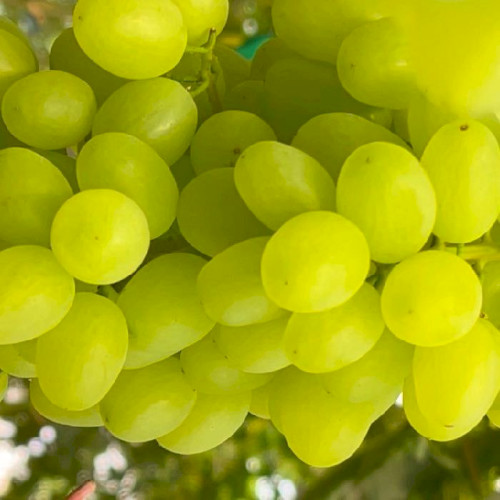 Орыс жетілген порно фильмдер