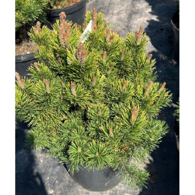 Сосна горная "Колор Айленд" Color Island (Закрытый корень С15)