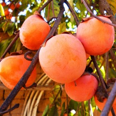 Хурма "Божий дар" 50-60 см Хурма "Божий дар" 50-60 см