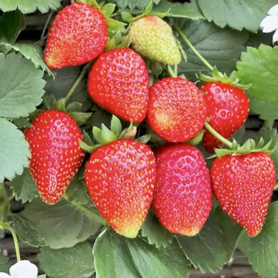 Клубника "Аллегро" 5 шт (фриго)