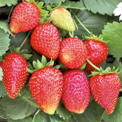 Клубника "Аллегро" 5 шт (фриго)