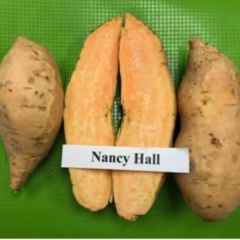 Батат "Ненси Холл" 1 шт