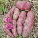 Батат "Вьетнамский лиловый" 1 шт