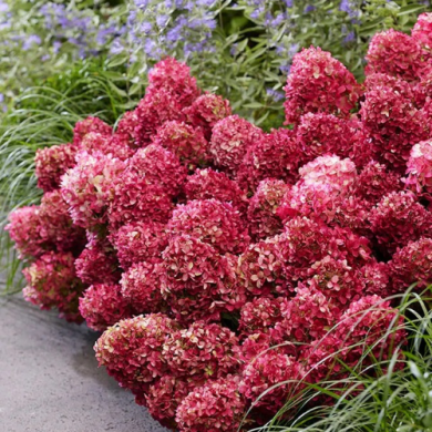 Гортензія волотиста "Петіт Чері" Petite Cherry (закритий корінь Р9)
