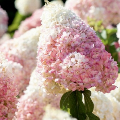 Гортензия метельчатая "Строберри Блоссом" Strawberry Blossom (закрытый корень С1) 