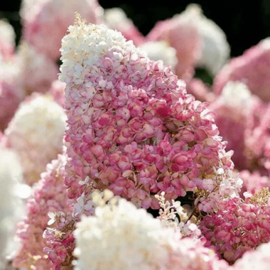Гортензия метельчатая "Строберри Блоссом" Strawberry Blossom (закрытый корень С1) 