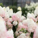 Гортензия метельчатая "Строберри Блоссом" Strawberry Blossom (закрытый корень С1) 