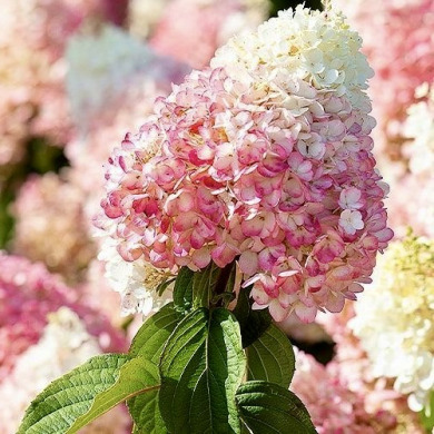 Гортензия метельчатая "Строберри Блоссом" Strawberry Blossom (закрытый корень С1) 