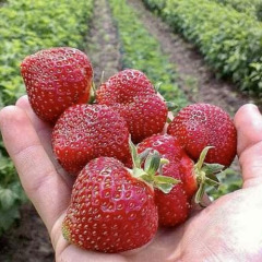 Клубника "Дели" раняя 5 шт