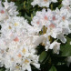 Рододендрон "Каннингемс Уайт" Cunningham`s White (закрытый корень С1)