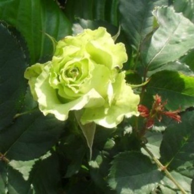 Роза чайно-гибридная "Грин планет" Green Planet 