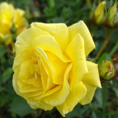Роза флорибунда "Фрезия" Friesia