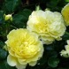 Роза флорибунда "Солеро" Solero