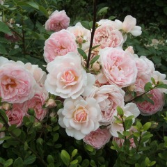Роза почвопокровная "Lovely Meilland"