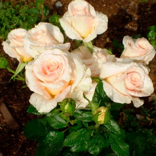 Крем грация роза доставка цветов в сургуте недорого с бесплатной доставкой