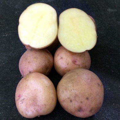 Семенной сверхранний картофель "Слаута" (Элита, сорт столового назначения) 1кг