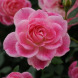 Роза флорибунда "Пинк бриллиант Айсберг" Brilliant Pink Iceberg
