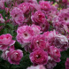 Роза флорибунда "Пинк бриллиант Айсберг" Brilliant Pink Iceberg