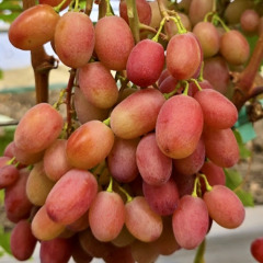 Виноград столовый "Самсон"