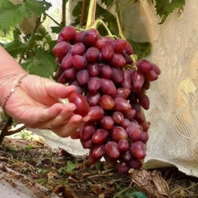 Виноград столовый "Казанова"