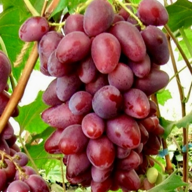 Виноград столовый "Казанова"