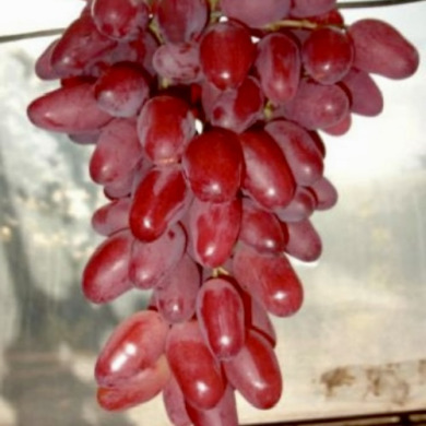 Виноград столовый "Казанова"