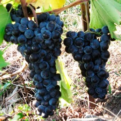 Виноград винный "Альминский"