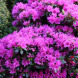 Азалия японская "Гейша Перпл" Geisha Purple (закрытый корень С1)