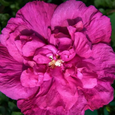 Гибискус сирийский "Маджента Шифон" Magenta Chiffon (закрытый корень С3)