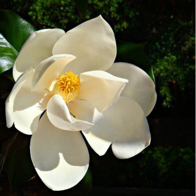 Магнолия "Грандифлора" Grandiflora (Закрытый корень С100)